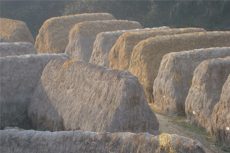 纸浆生产的另一种主要原材料——沙田稻草